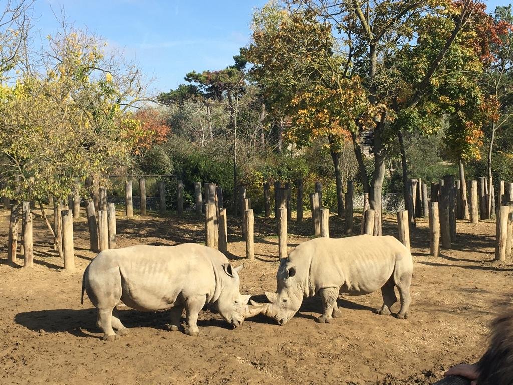 Au zoo de Vincennes deux rhinocéros jouent à "Je te tiens, tu me tiens par la cornichette" ! © Marc Bailly / Diocèse de Paris.